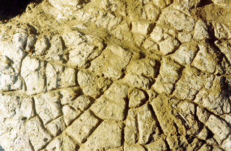 RhodiolaRosea.JPG (116073 bytes)