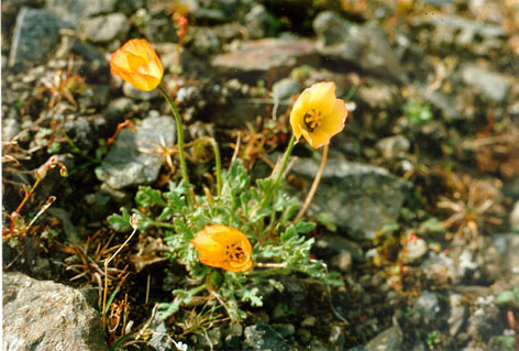 Papaver polare -gold.JPG (91590 bytes)