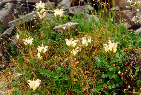 PedicularisCapitata.JPG (143353 bytes)