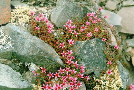 SaxifragaOppositifolia.JPG (125536 bytes)