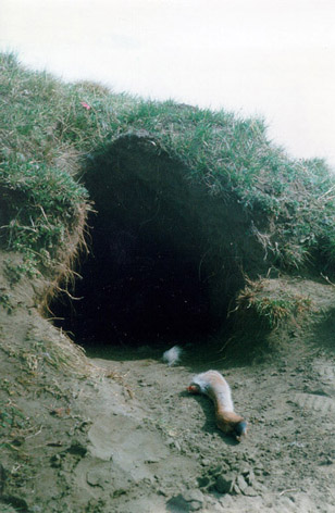 WolfHome1.jpg (88538 bytes)