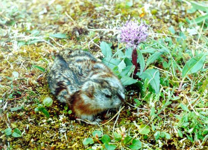 Kopytny Lemming